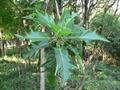 Carica quercifolia